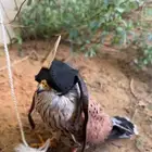 باشق