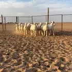 بهم حري نضيف