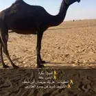 بكره