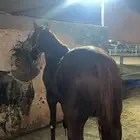 حصان عربي اصيل