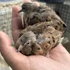 مكسيكي يمام