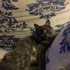 مكافأة ماليه للي يلقى القطو