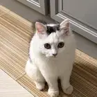 قط للتبني