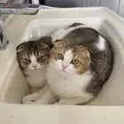قط من نوع سكوتش فولد