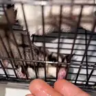 شوقر قلايدر