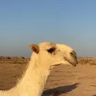 قعود باتلي عمره 6 شهور ابوه فحل طيب ومنتج