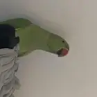 ببغاء