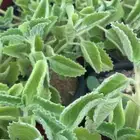 شتلات نبات الشار