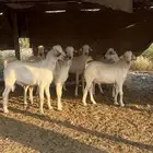 تيوس بيشي مع الذبح والتوصيل