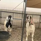 معزا