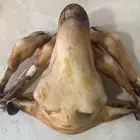 ذبايح موصلة جاهزة
