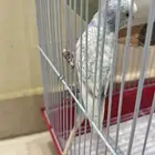 عصافير للبيع
