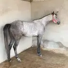 فرس عربية شعبية