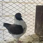 حمام كنق مودينا