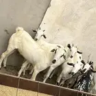 جفران وجفير