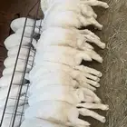 خرفان ورخال للبيع العمر اربعه اشهر