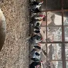 موجود ديكه العدد 10 العمر من6 اشهر الى9 اشهر