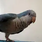 بغبغاء كويكر