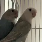 زوج روز منتج