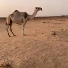 ضرايب للبيع