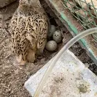 اناثي سمان بياض