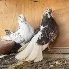 حمام اوكراني