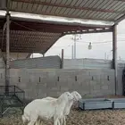 خرفان حريات