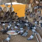 حمام