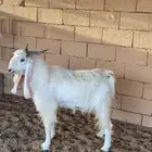 للبيع تيس رباع مشروط