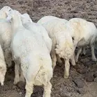 خرفان للبيع