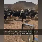 غنم نجد