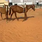 فرس ابل ومعها مهره
