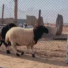 نعيمي حري سواكني رفيدي بربري