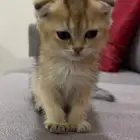 سكوتش فولد لعوبين