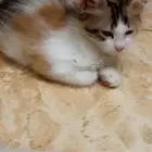 قطط التبني مع امها
