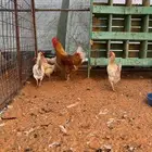 بيض مخصب اكثر من نوع