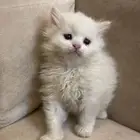 قط شرازي الام وا الاب