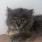 قطه عمرها شهر للبيع لعوبه ومرحه