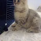 للتبني ذكر برتش مهجن منشكن قزم