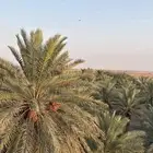 للبيع بالجملة تمر مزرعه 350 نخلة