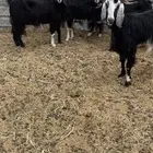 معزا مضاريع