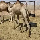 للبيع قعود فطيم طيب