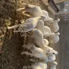 هرافا