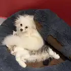 كلبه للبيع