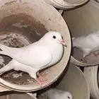 للبيع حمام فرنسي