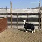 رخل نجديه طيبه بالحيل