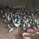 فراريج فيومي العمر اكثر من اربع شهور