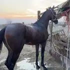 حصان شعبي ينافس الواهو