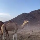 هجن ذلول