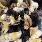 صيصان مشكل بلدي